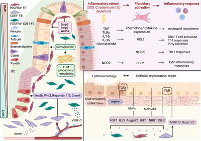 Fibroblasts in intestinal homeostasis, damage, and repair